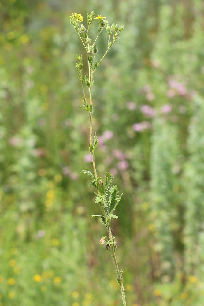 Лапчатка беловолосистая (Potentilla leucotricha)