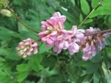 Robinia viscosa