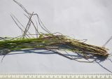 Agrostis balansae