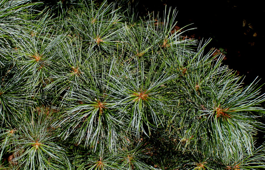 Изображение особи Pinus koraiensis.