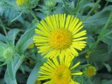 Inula britannica