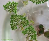 Azolla caroliniana. Растения, плавающие на поверхности воды (в правом нижнем углу - спиродела, также видны листецы Lemna turionifera). Киев, Институт ботаники, в аквариуме, взято из пруда на Южной Борщаговке. 25 августа 2014 г.