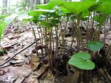 Asarum heterotropoides