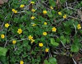 Ranunculus franchetii