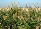 familia Poaceae. Плодоносящие растения. Бельгия, Западная Фландрия, г. Остенде, озеленение. Октябрь 2015 г.