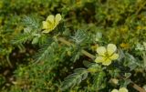 Tribulus macropterus