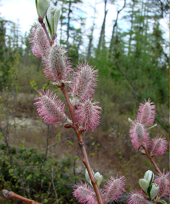 Изображение особи Salix krylovii.