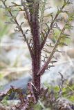 Cirsium palustre