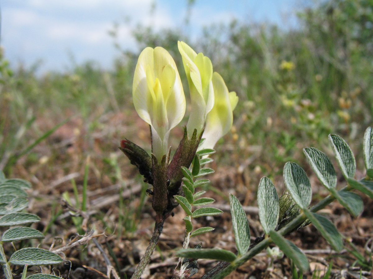 Изображение особи Astragalus macrotropis.