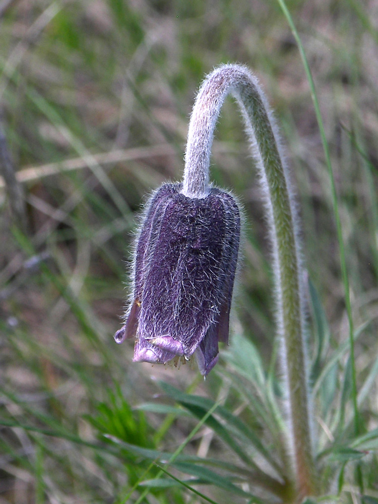 Изображение особи Pulsatilla pratensis.