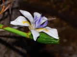 Dietes grandiflora