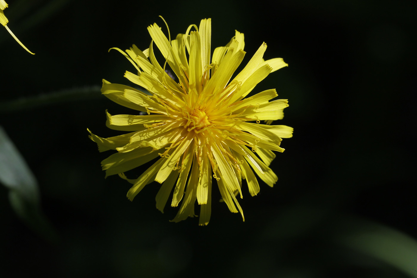 Изображение особи Crepis sibirica.