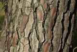 Pinus pinaster. Часть ствола. Греция, Пелопоннес, окр. г. Пиргос, муниципальный парк. 01.04.2015.