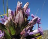 Gentianella biebersteinii. Верхушка цветущего растения. Адыгея, Кавказский биосферный заповедник, хр. Каменное Море, выс. ≈ 2050 м н.у.м. на скалах. 10.09.2016.