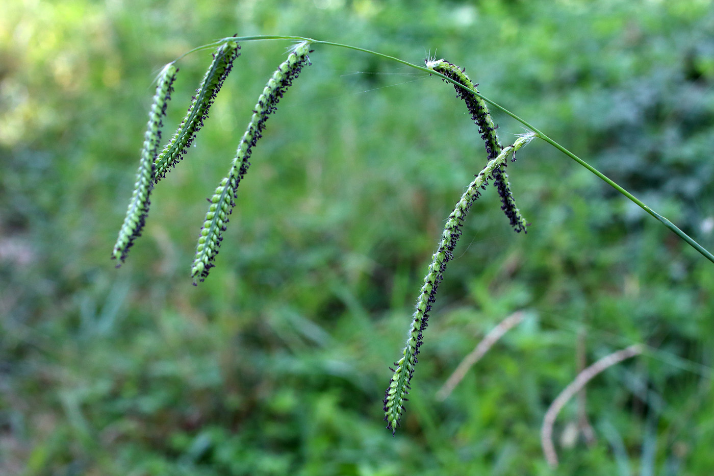 Изображение особи Paspalum dilatatum.