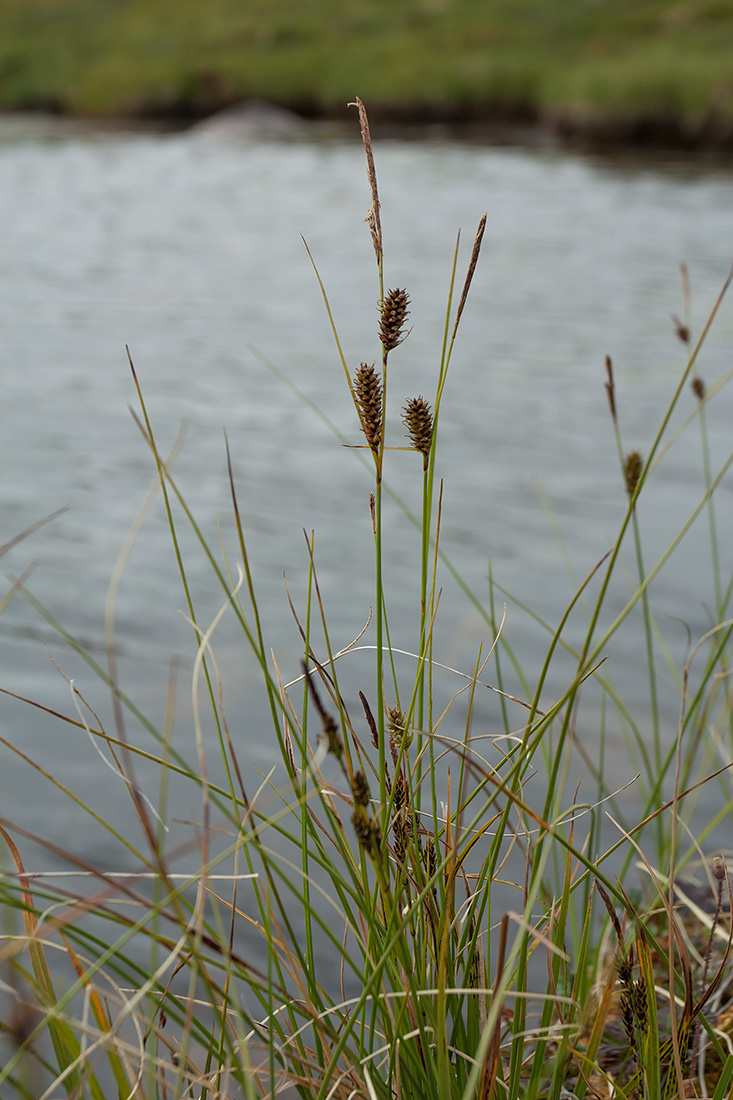 Image of Carex rotundata specimen.