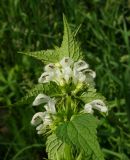 Lamium album