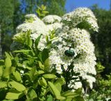 Spiraea media