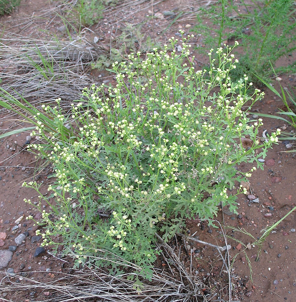 Изображение особи Parthenium hysterophorus.