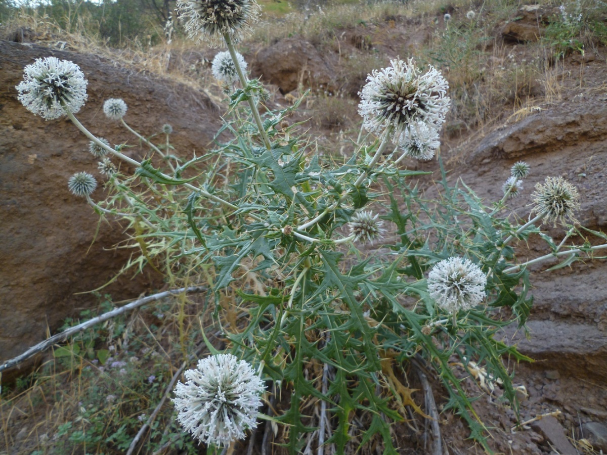 Изображение особи Echinops maracandicus.