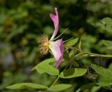 Rosa viarum. Цветок с частично облетевшими лепестками (позднее цветение). Пермь, Свердловский р-н, в озеленении двора. 1 сентября 2017 г.