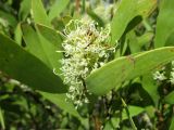 Hakea salicifolia