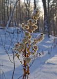 Solidago virgaurea. Верхушка сухого плодоносящего растения. Башкортостан, Белорецкий р-н, Верхнеавзянский сельсовет, окр. с. Исмакаево, хр. Большой Шатак, ≈ 800 м н.у.м, разреженный лиственный лес с преобладанием березы и с вкраплениями лиственницы. 5 ноября 2017 г.