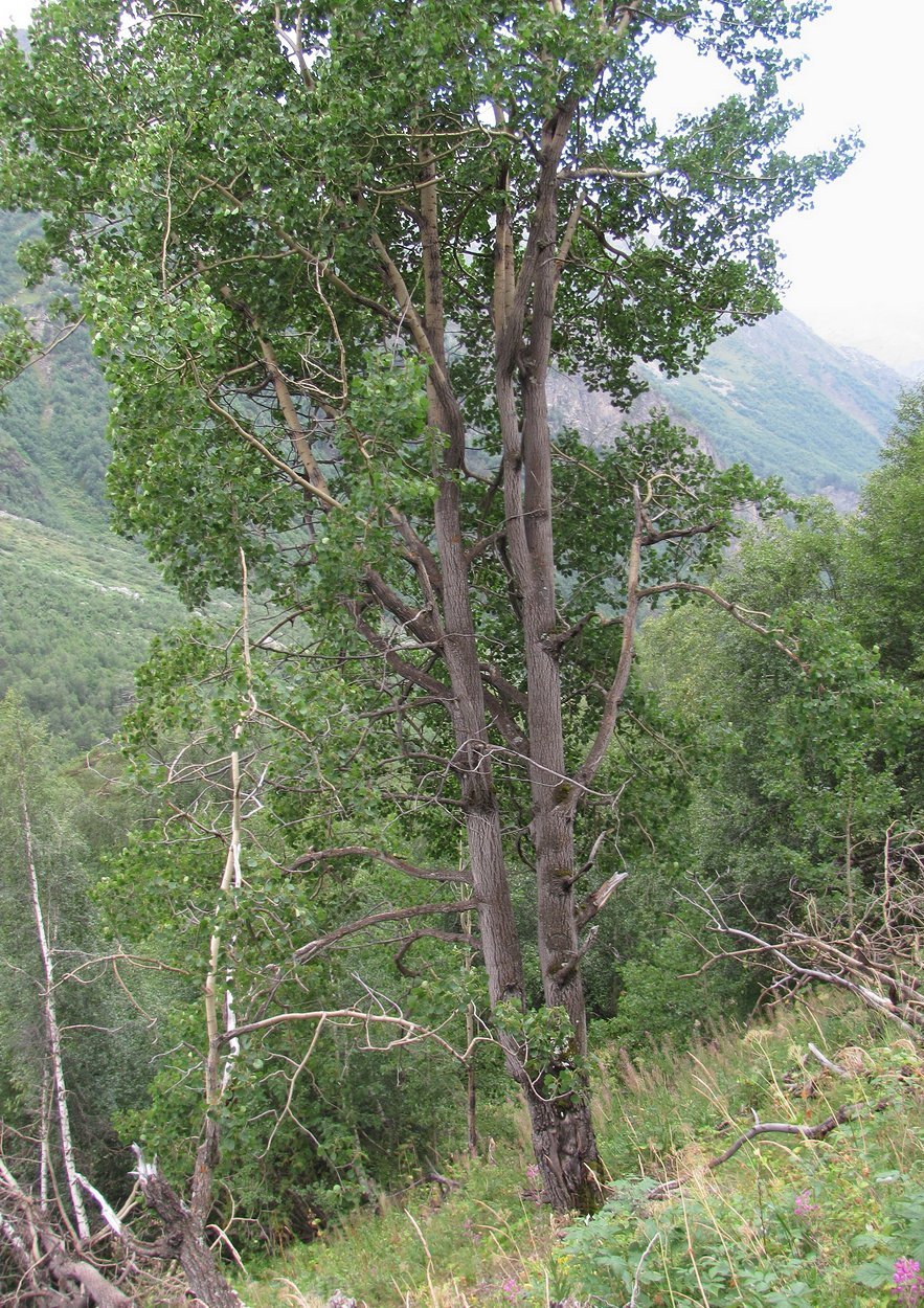 Image of Populus tremula specimen.