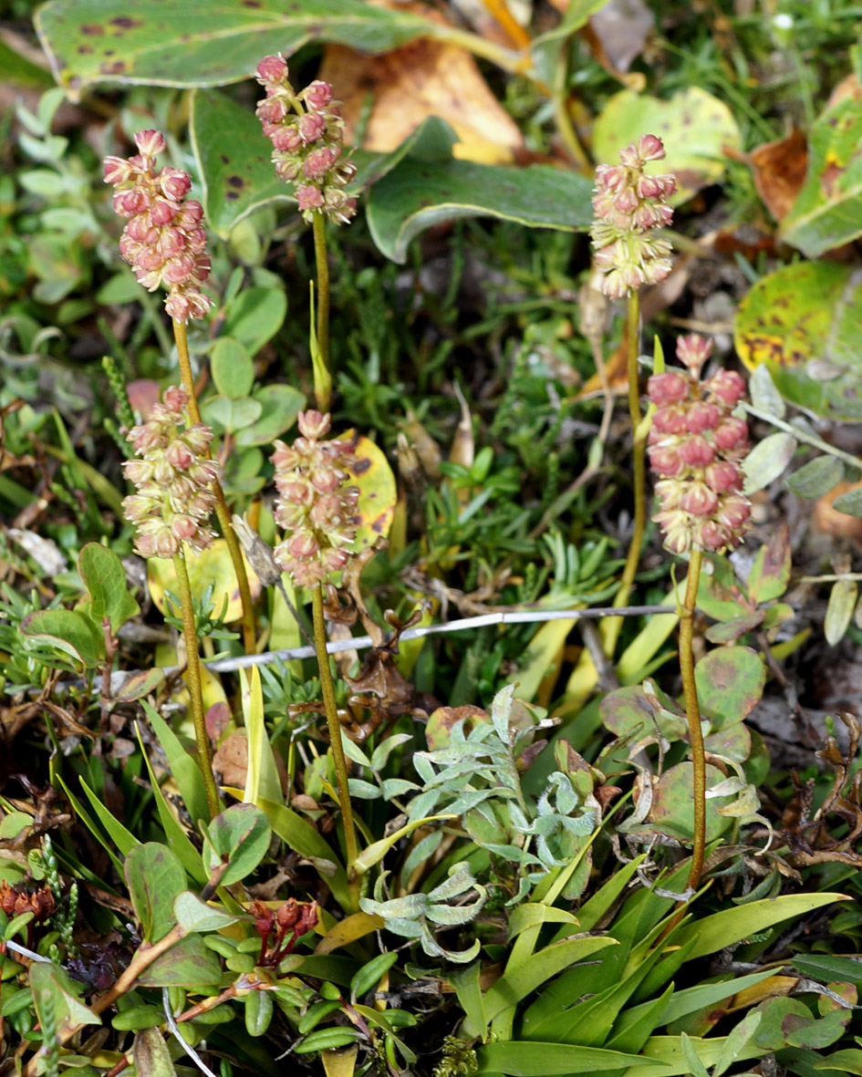 Изображение особи Tofieldia coccinea.