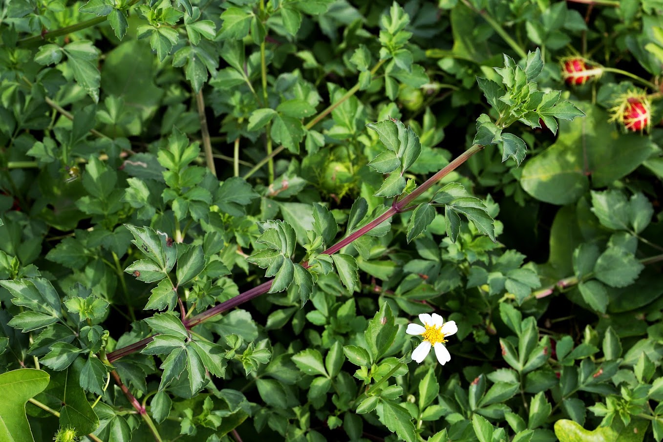 Изображение особи Bidens pilosa.