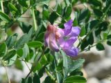 Vicia olchonensis. Соцветие. Иркутская обл., Иркутский р-н, окр. пос. Бол. Голоустное, берег Байкала. 05.07.2017.