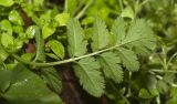 Erodium moschatum