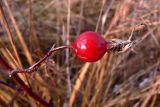 Rosa cinnamomea. Верхушка побега с плодом. Свердловская обл., окр. г. Североуральск, поляна (р-н скал Грюнвальда). 15.10.2017.