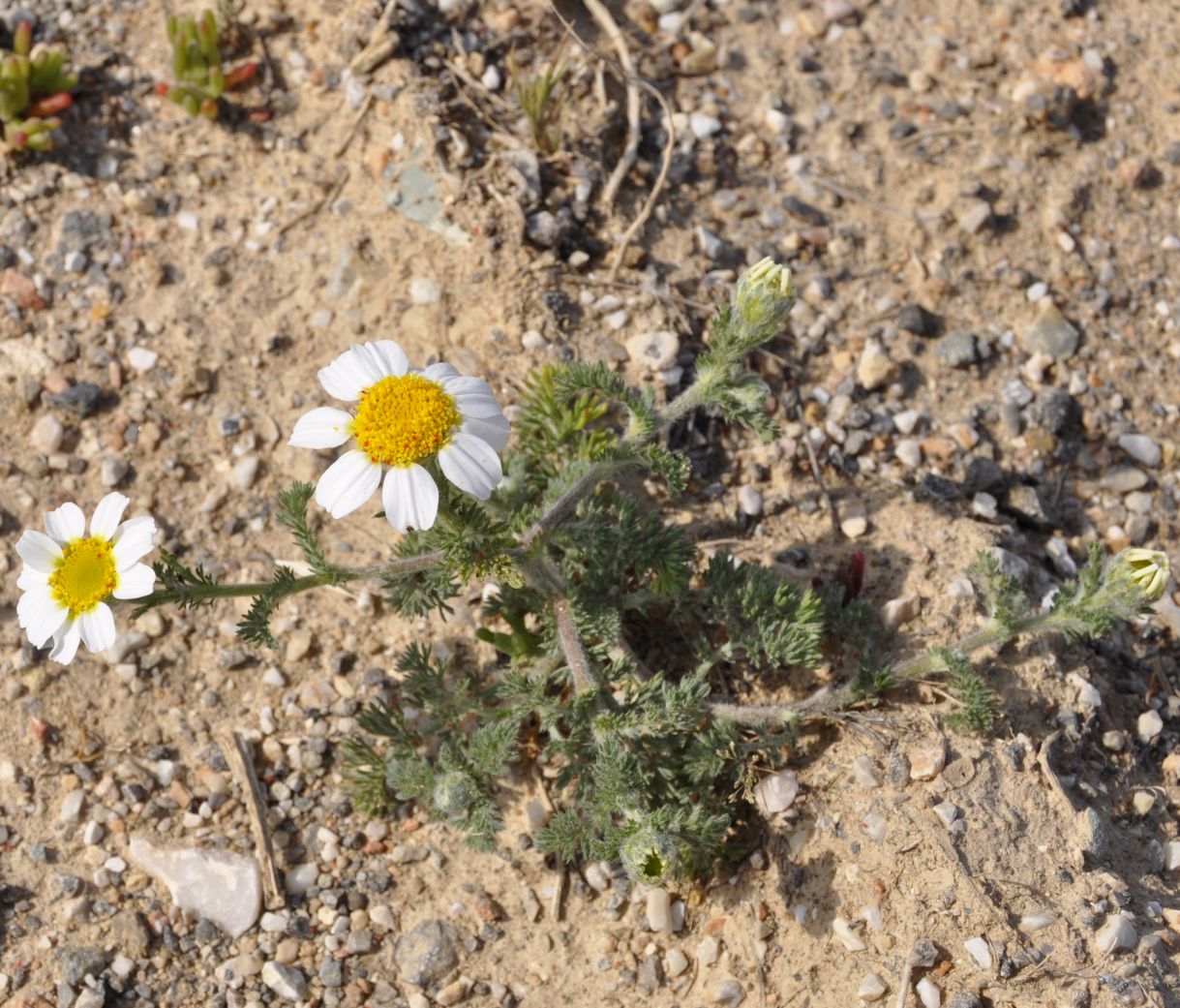 Изображение особи род Anthemis.