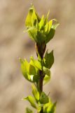 Populus balsamifera