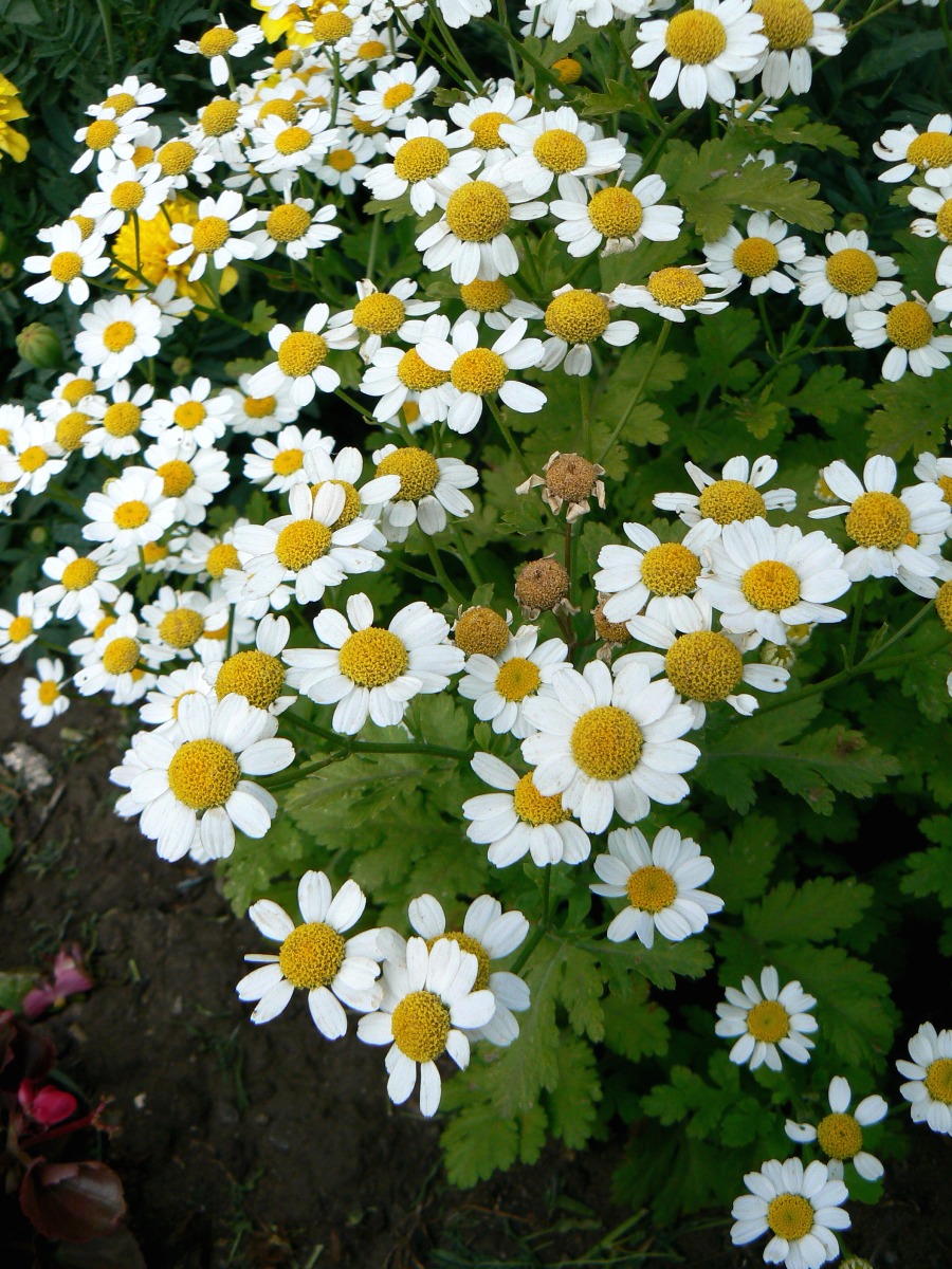 Изображение особи Pyrethrum parthenium.