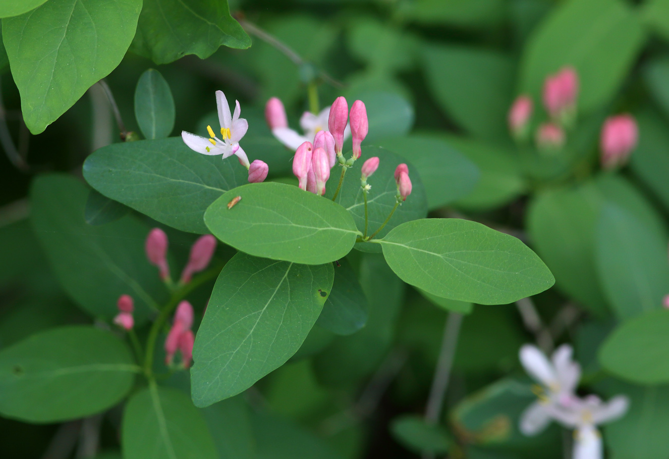 Image of Lonicera tatarica specimen.