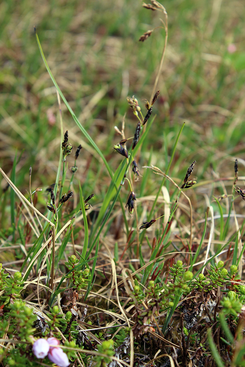 Изображение особи Carex rariflora.