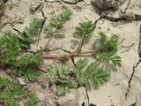 Potentilla supina