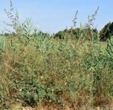 Althaea cannabina