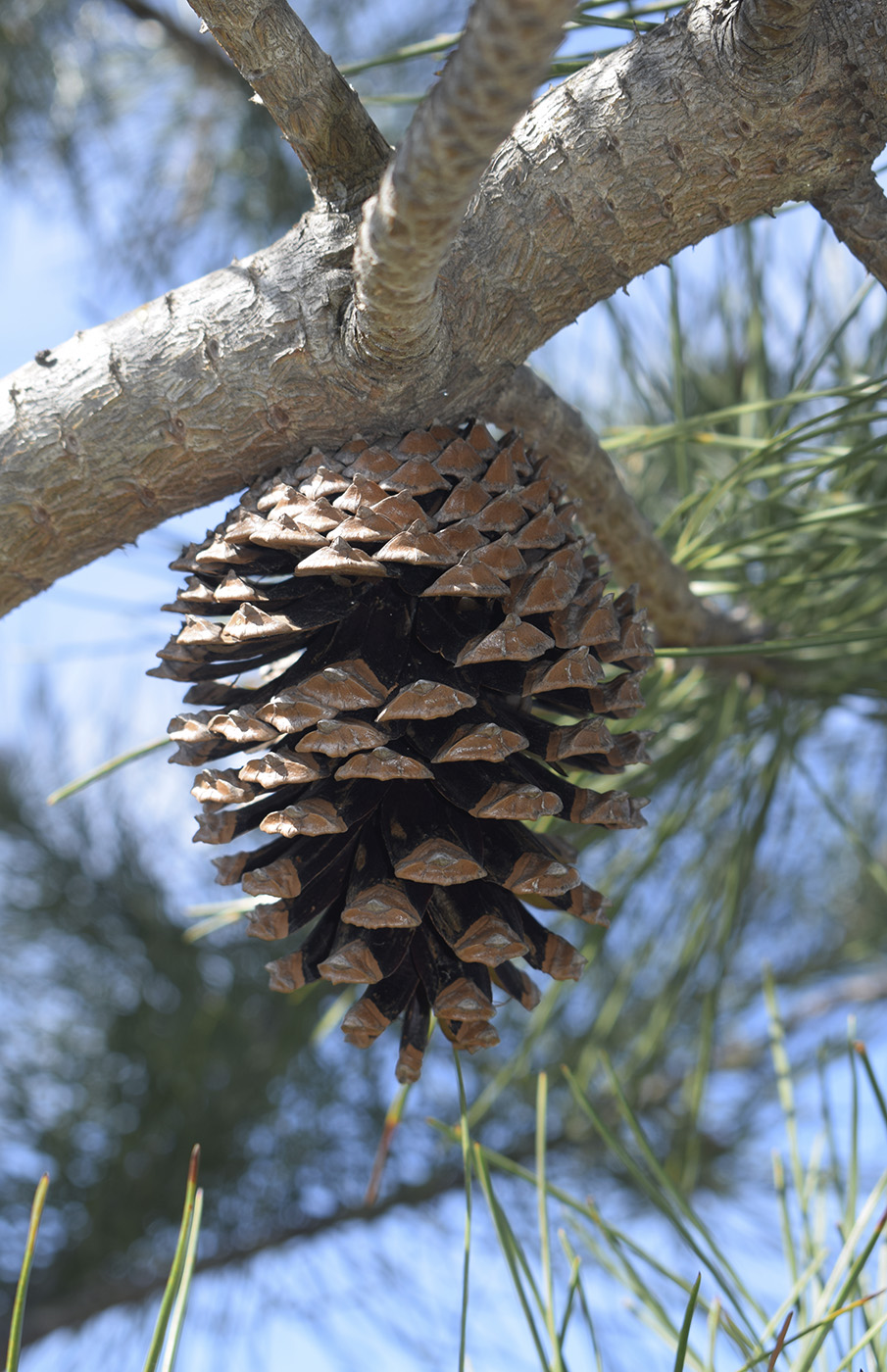 Изображение особи Pinus pinaster.