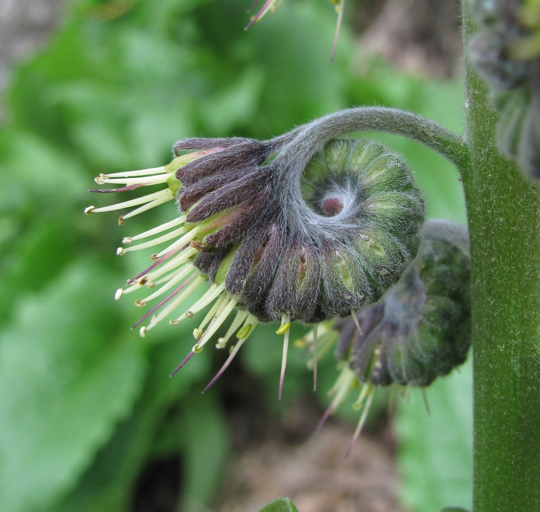 Изображение особи Solenanthus circinnatus.