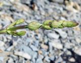 Salvia ringens