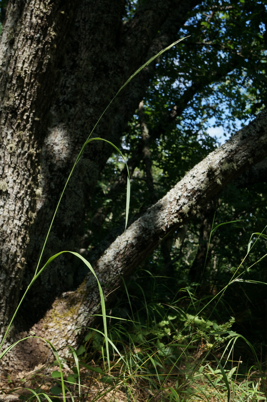 Изображение особи Elymus panormitanus.