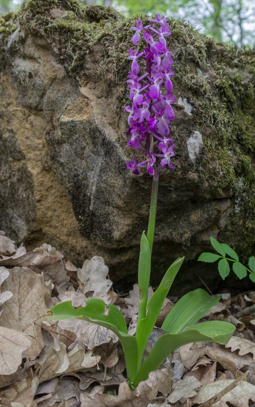 Изображение особи Orchis mascula.