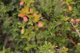 Berberis sibirica