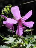 Geranium reuteri