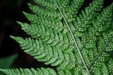 Dryopteris expansa