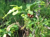 Salix jenisseensis