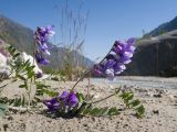 Vicia sosnowskyi